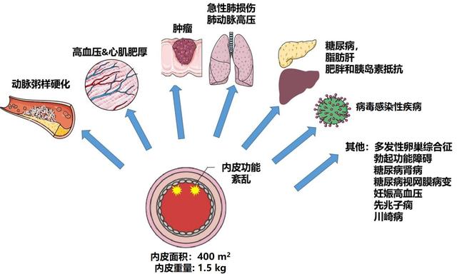 血管|揭秘“血管守护者”！科学家提出诊治高血压和糖尿病等新思路