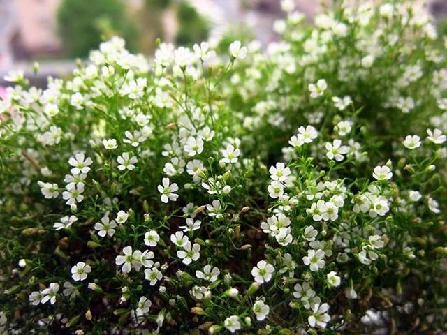 养这6种耐寒小草花，天冷也能有花赏