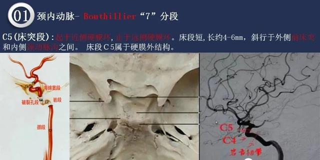 头颈动脉系统相关解剖