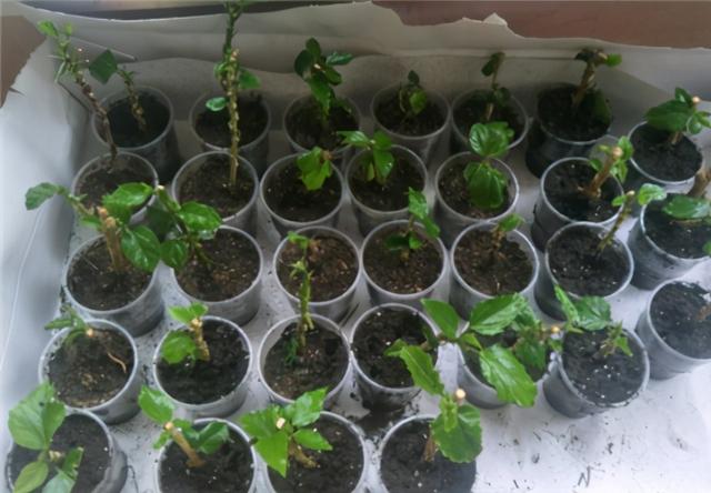 秋天插了就能活的花，插多少活多少，几天就生根