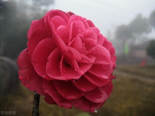 茶花掉花苞的原因，藏在一句“顺口溜”里，古人的经验，值得借鉴