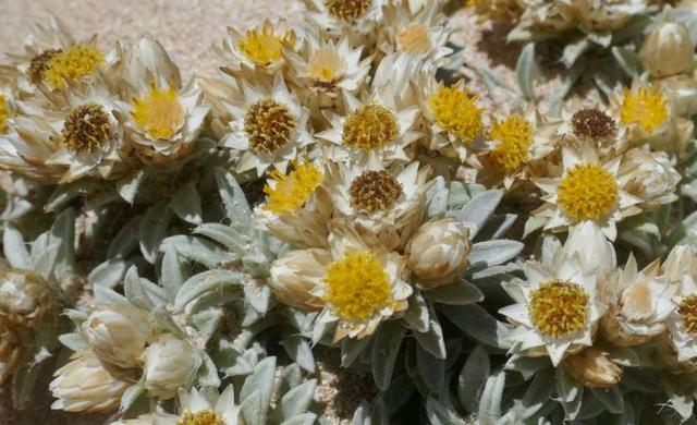 小麦秆菊 Achyranthemum sordescens