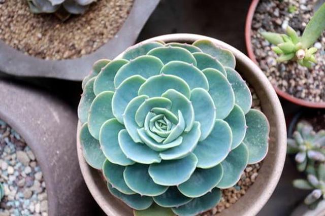 多肉玉蝶繁殖能力强，喜欢的人多，会养的却很少，你会吗？