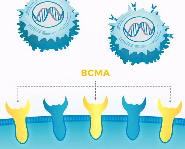 多发性骨髓瘤新疗法BCMA CAR-T克服耐药，总缓解率近百