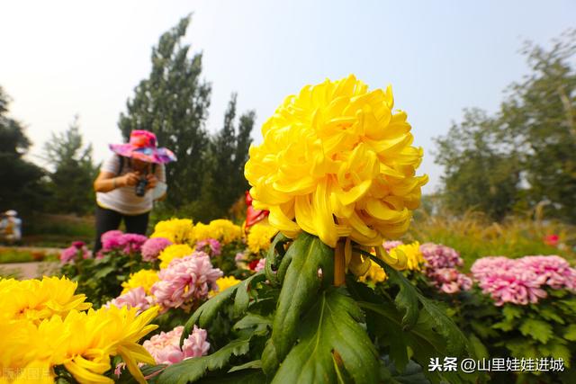 菊满梯田，时来看菊，菊桂有芳