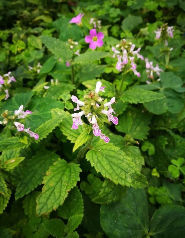 花盆里挖出的鳞茎，长得像虫子，原来是“大补之物”