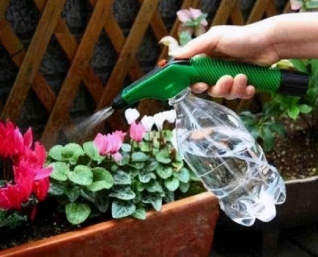 春节气温低，“浇水”要注意，不然10盆烂9盆，养花一年成空谈