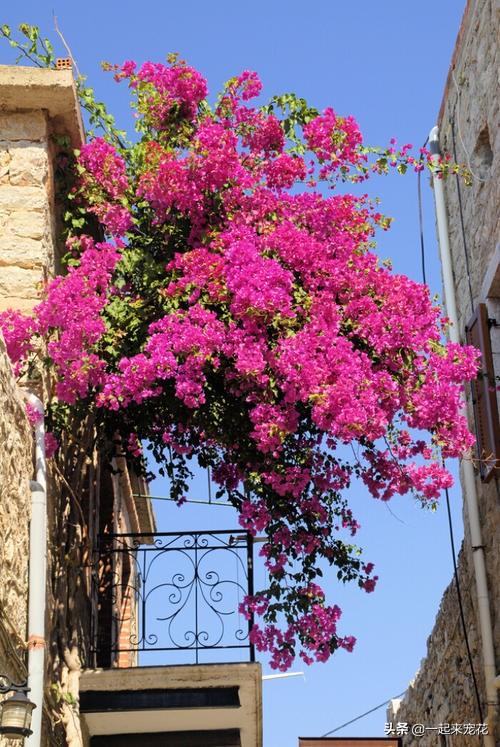 冬天养5种花，浇水懒一些，不然黄叶不开花