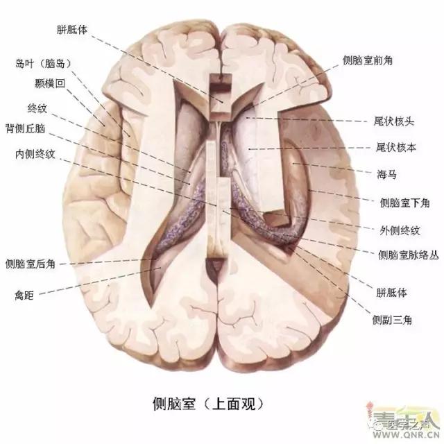 WoW，最全神经系统解剖图来了