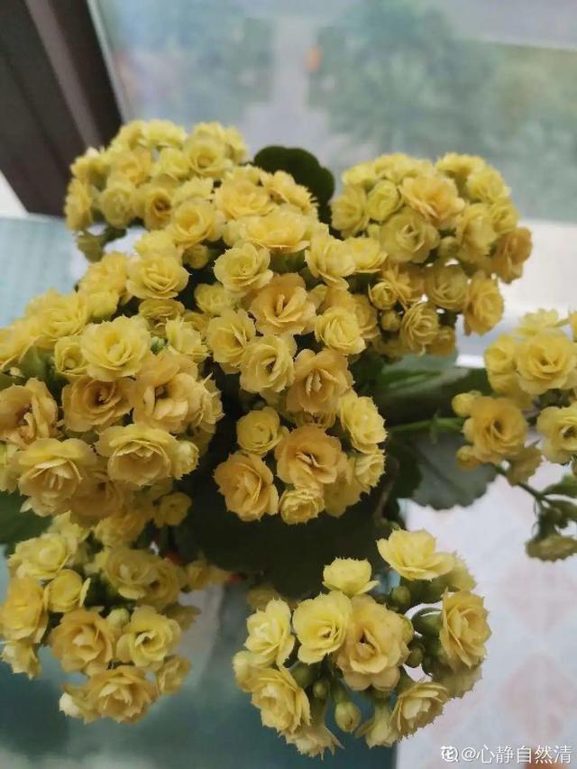 逛花市去捡漏，买了一堆长寿花，拿回来竟然全活了