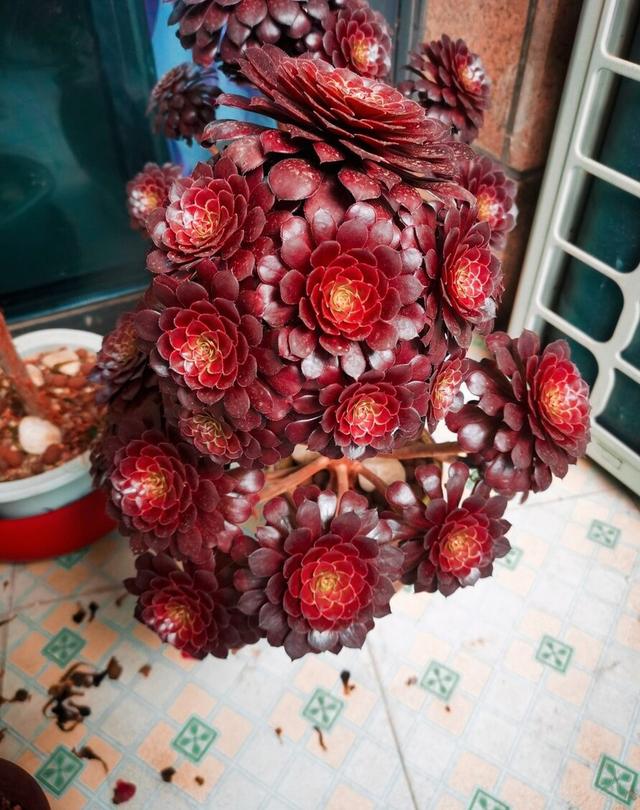 冬天养多肉法师，满足“5个条件”，色美个高，棵棵长成树