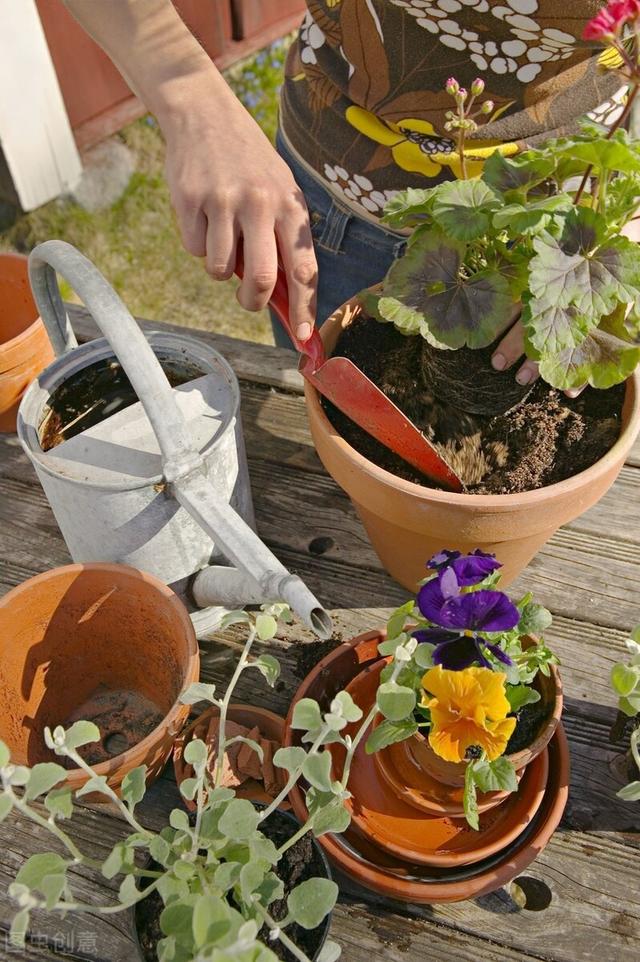 她家只养一种花，一年四季有花赏，原因是做好了四件事