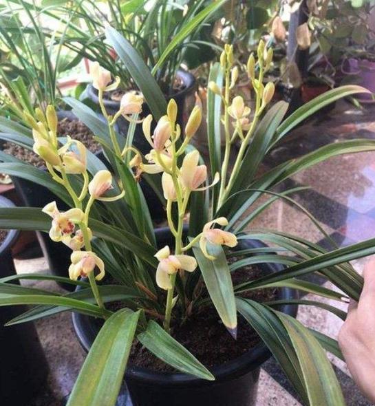 养兰花|新手养兰花，教你几种浇水“窍门”，新芽出的多，越长越旺盛