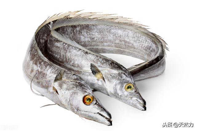 什么鱼刺少好吃，为什么鱼会那么多刺，什么鱼的刺少