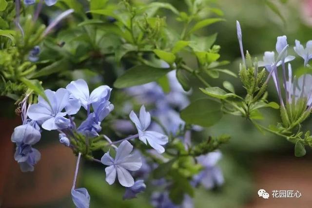 佳语姐的6月花事