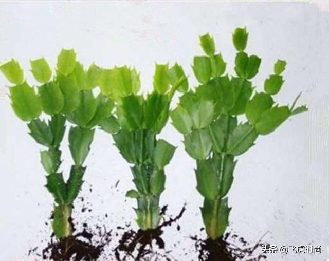 四种花一年四季能插扦，生根很容易，掌握方法才是重点