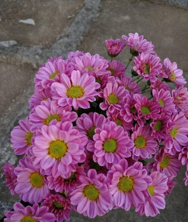 有一种花叫做小切粉，天冷就开花，满头花苞，漂亮清新