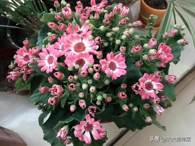 此1种“花”，又美又皮实，花艳花期长，1月花正好，开花上百天