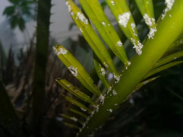 11月给花浇点自制“杀虫水”，虫子死光光，花草好过冬