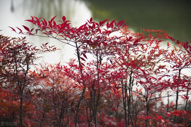 适合庭院绿化种植的花卉绿植品种，一月篇