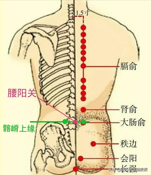 安军明教授谈穴位养生――(三十二)大肠俞:长期腹泻怎么办?