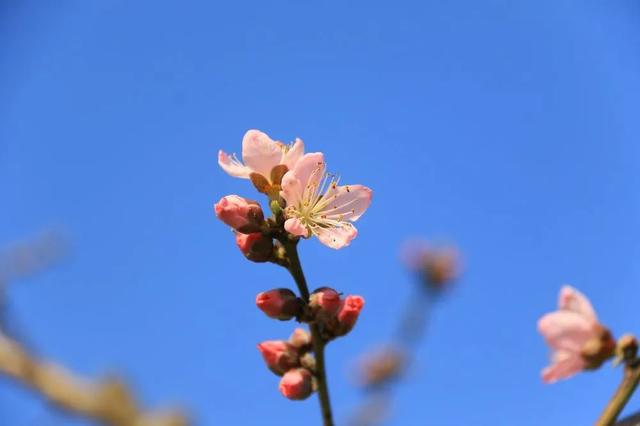 趣旅游■中国绿都 最氧三明 | 掬一捧春色,赏建宁桃红梨白……