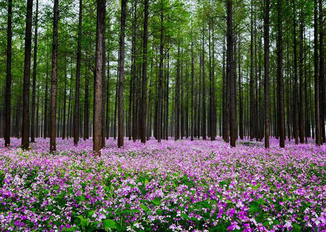 10种适合庭院绿化，种植在树荫下的花卉品种