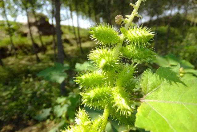 野菜|野菜正当“食”，怎么吃才好？