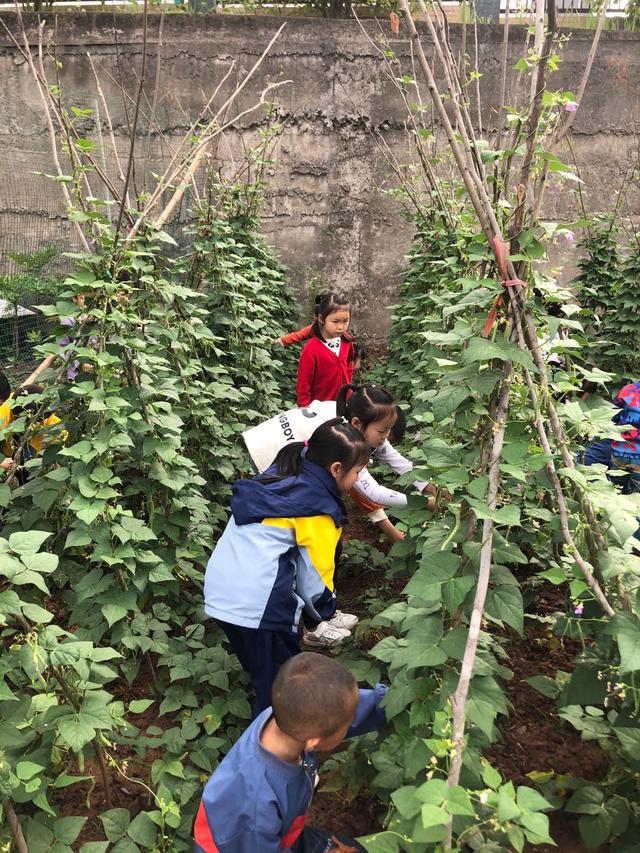 新华网客户端|通江七小：幼儿实践园里的幸福时光