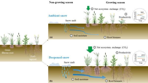 光明网：科学家揭示冬季增雪对温带草地群落稳定性和生态系统功能的调控机制