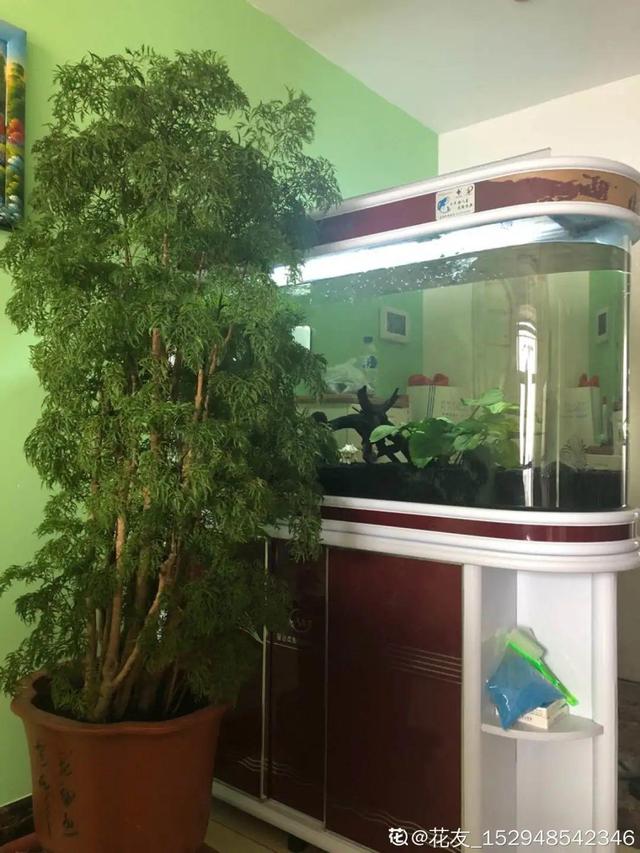 15种镇宅花，家里摆一盆，镇宅旺运超霸气