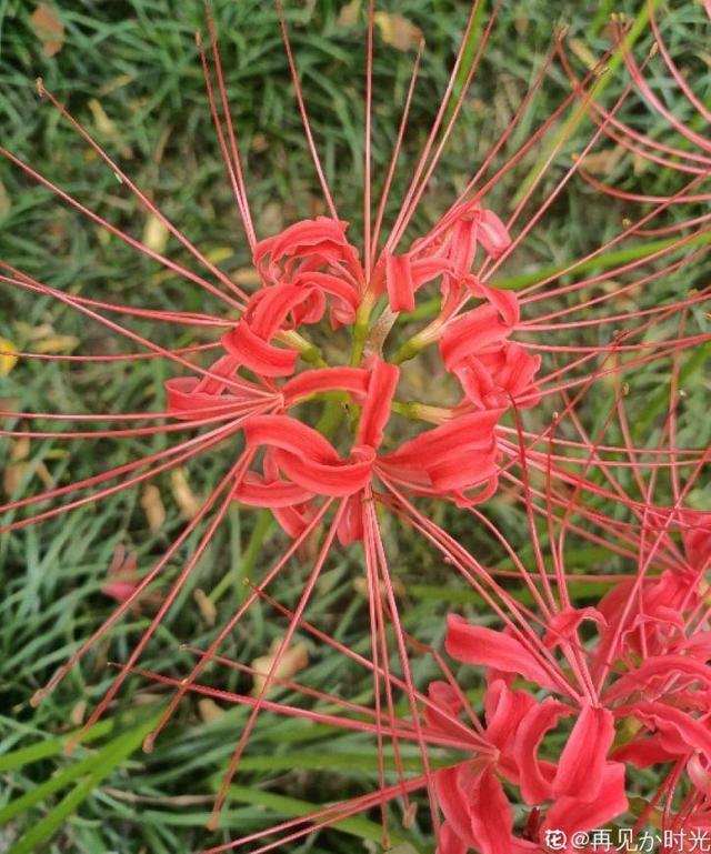 一种花，开花热烈美好，但是寓意不好，很少有人养