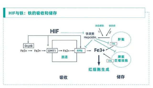 变革与希望：HIF与CKD贫血“相遇之道”