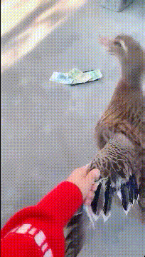 搞笑gif:妹子,你去洗洗脚可好