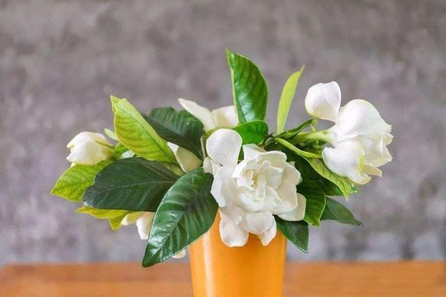 入冬之后买花要注意，这3种花不要随意去买，纯粹浪费钱