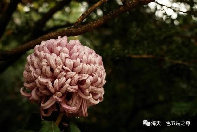 寒花已开尽～菊蕊独盈枝：趵突泉的菊花，冬雨中不畏严寒傲视寒霜