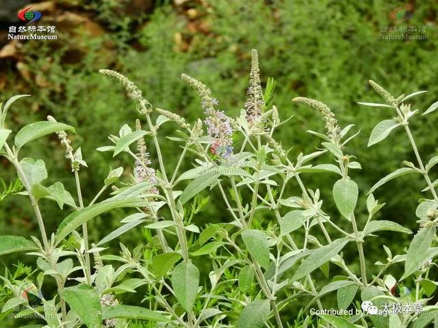 密蒙花，见过吗？专治眼病