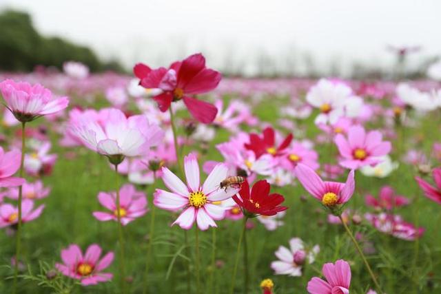 #约吗旅行#花又开好了!海盐开发区百亩花田盛情绽放