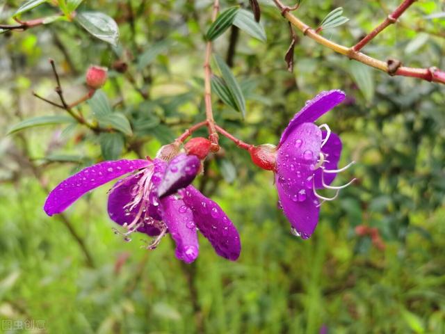 它也叫牡丹，比真牡丹便宜，是我认为的“宝藏花卉”