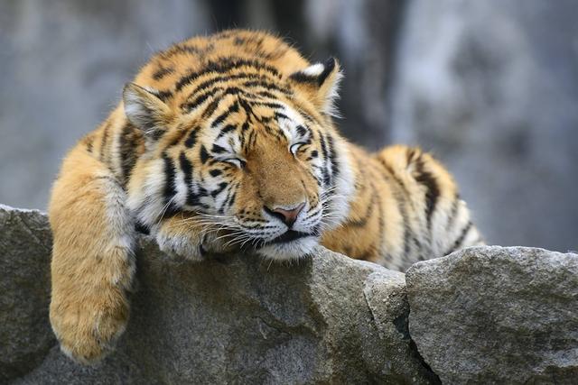 世界睡眠日 晒晒动物睡姿萌照太可爱了