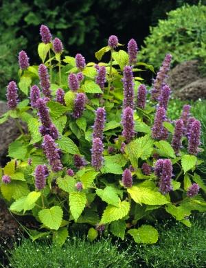 藿香|藿香与紫苏 芳香有妙用