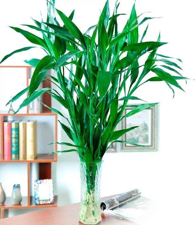 家里养上5种“竹”，吉祥“好运”，清雅大气，添福又添丁