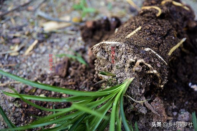 营养土的自制方法，兰友说：这样就简单了，明天开始做