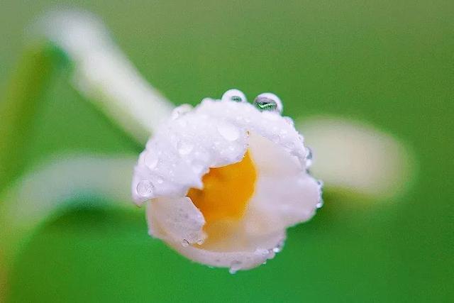 水仙花|水仙竟然只开花不结果？原因在此