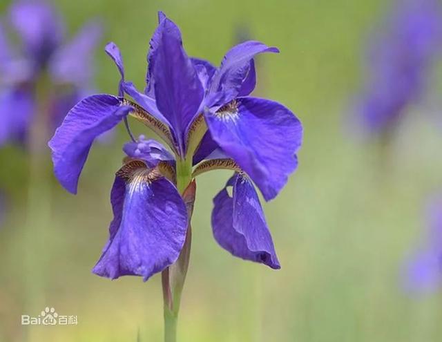 大咖分享 | 蓝色花境植物有那些？