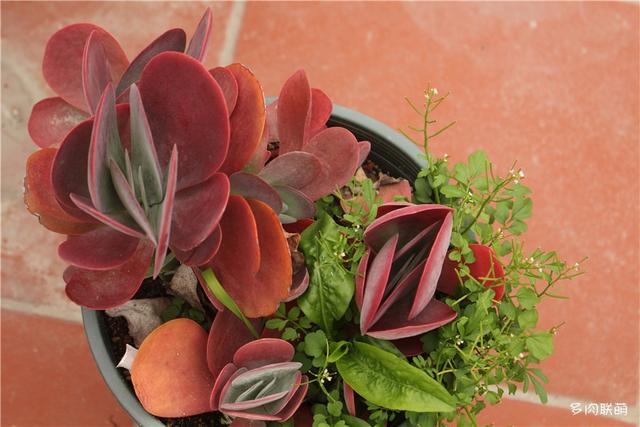 唐印，从绿得像菜，到红得真萌