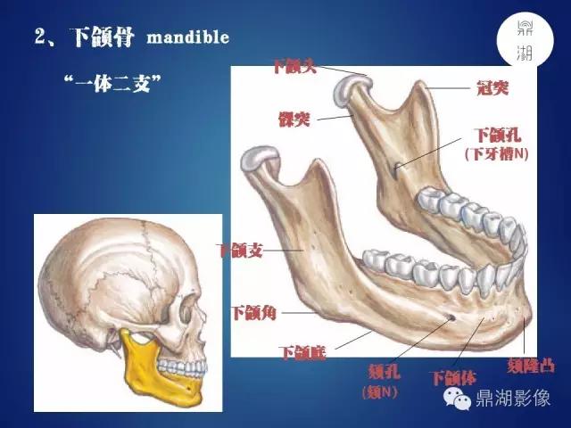 WoW，最全神经系统解剖图来了