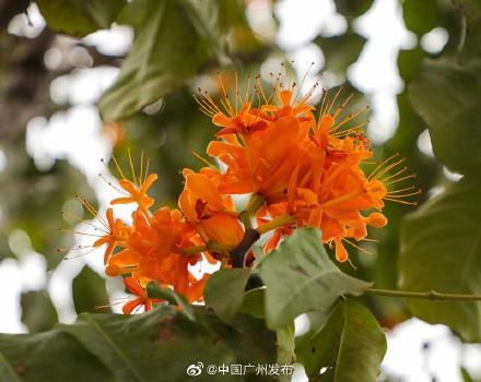 广州|一树繁花！广州无忧树金灿灿的好靓啊