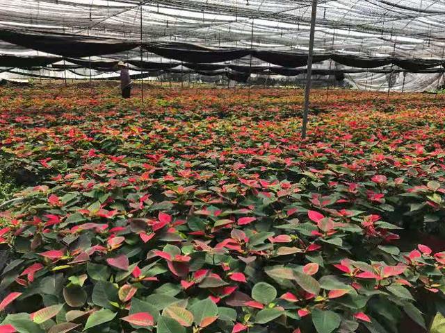 节前广州花卉行情如何？年桔蝴蝶兰“愁”，鲜