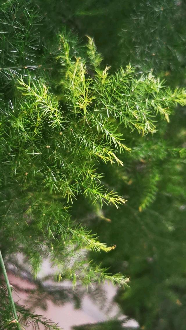 绿萝文竹叶子发黄，给花喝点土豆水，叶子绿得直滴油